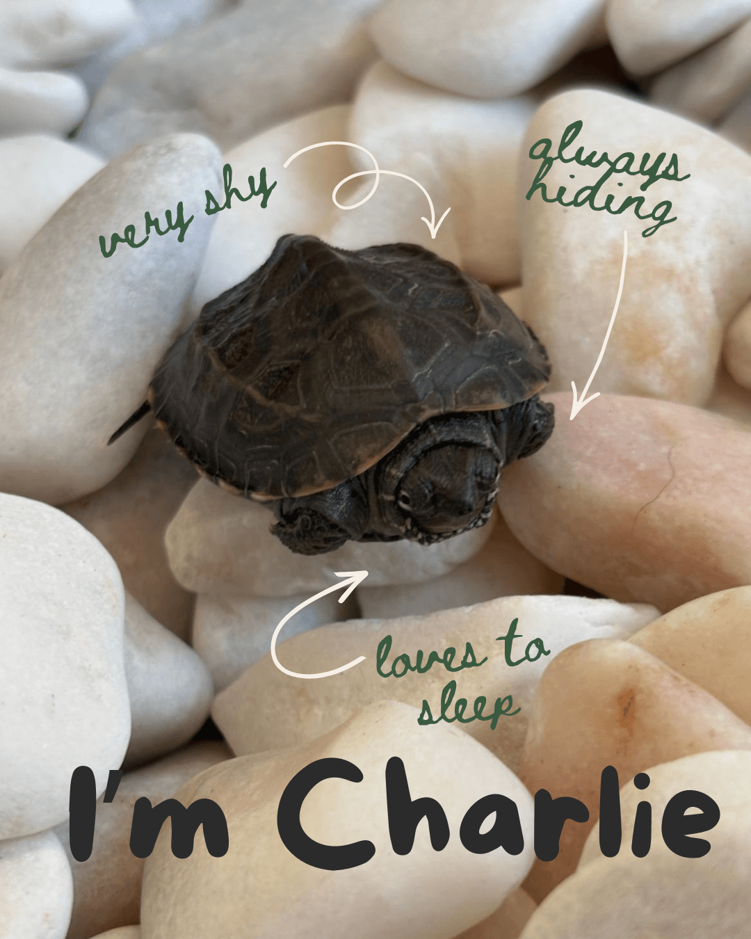 Charlie the turtle with handwritten personality notes