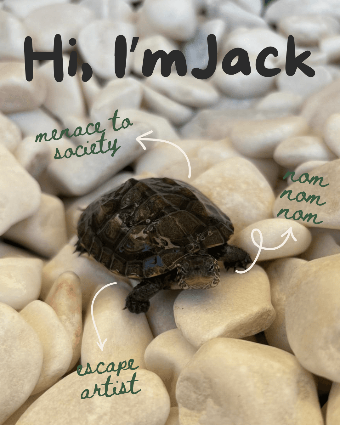 Jack the turtle with handwritten personality notes