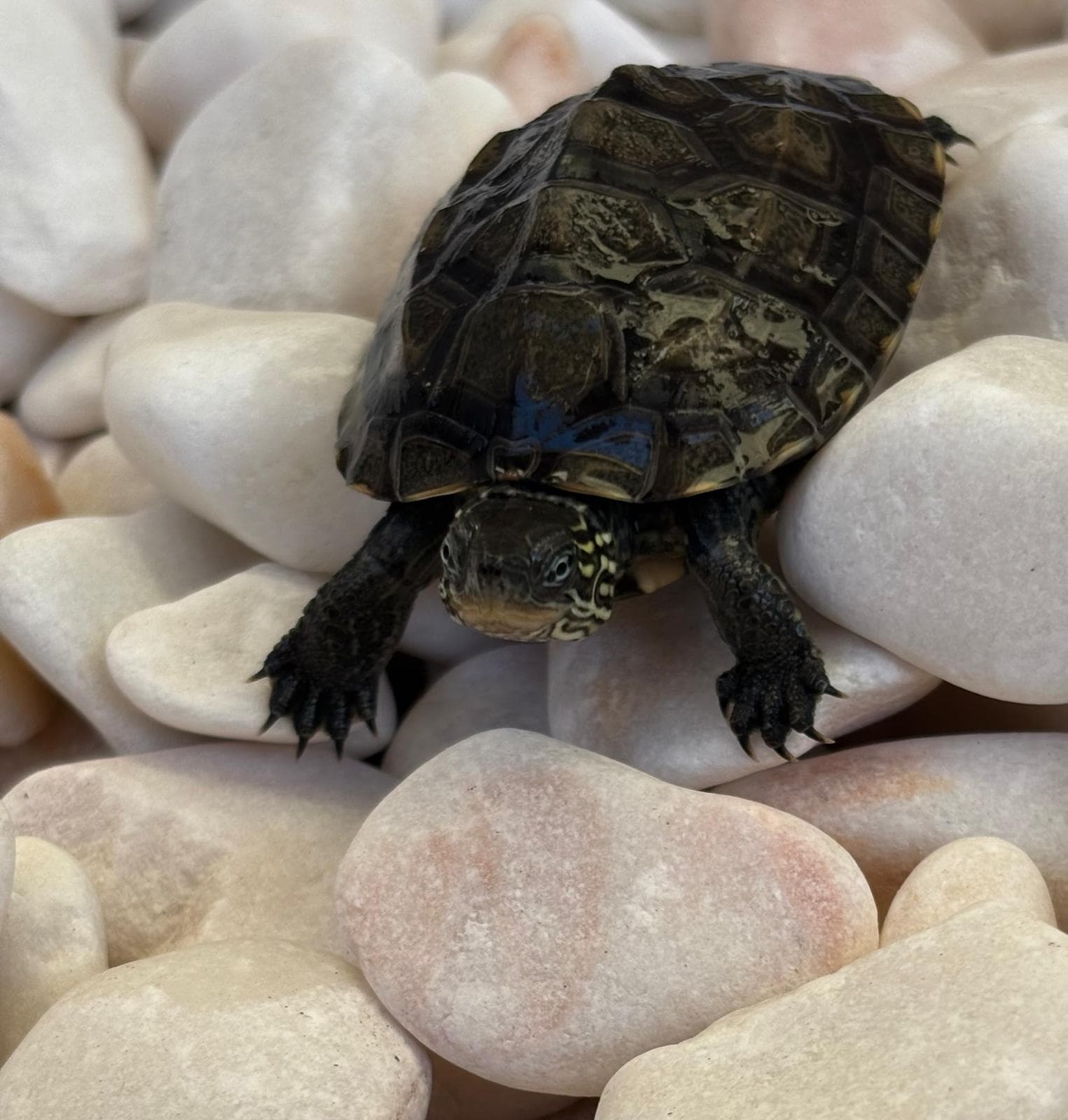 Baby Chinese striped-neck turtle exploring smooth white pebbles in a natural outdoor turtle habitat.