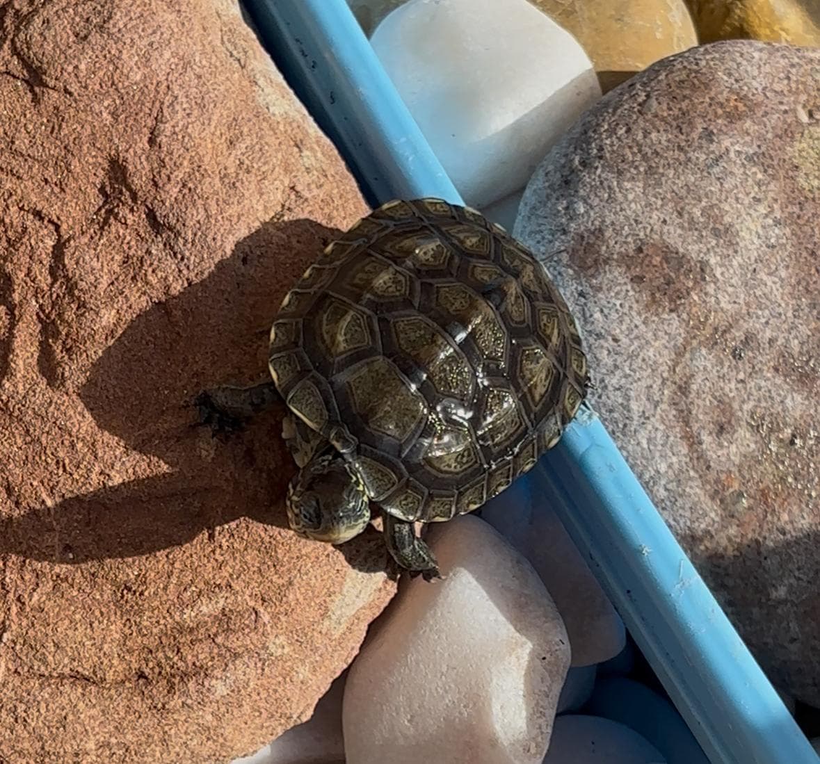 Baby Chinese striped-neck turtle basking under the sun in a natural outdoor turtle enclosure with rocks and a shallow pond.
