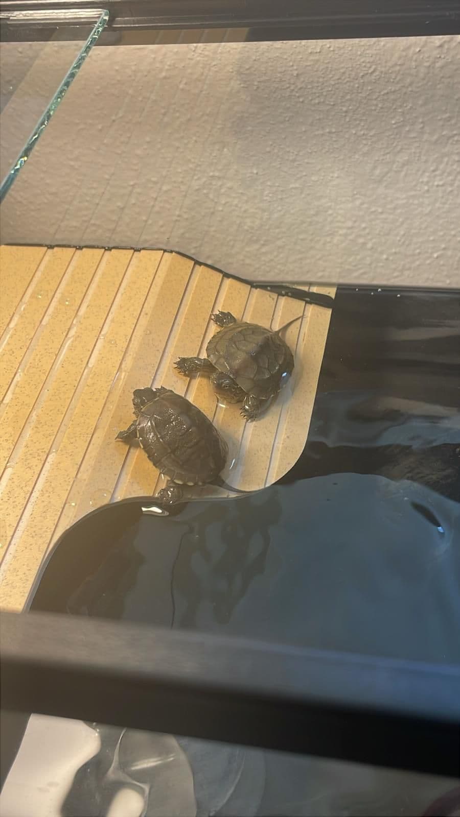 Jack and Charlie sharing their basking platform