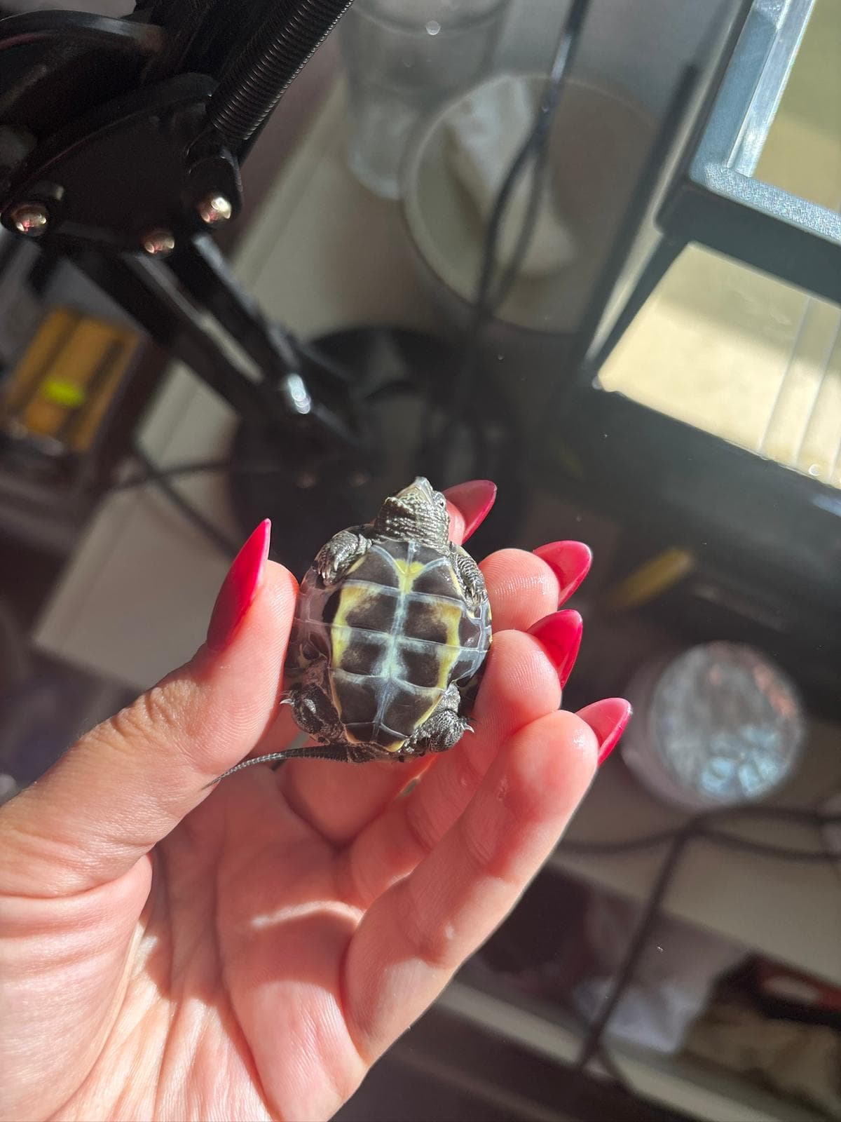 One of the tiny turtles resting in a hand