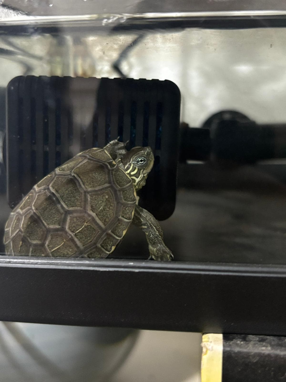 A close view of one turtle inside the tank