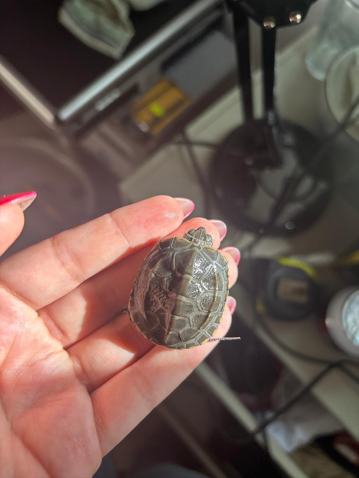 A close view of an aquatic turtle and its shell